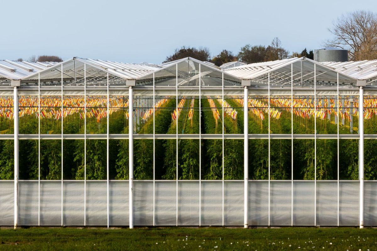 Stockage d’eau chaude « Open Buffer » (serre)